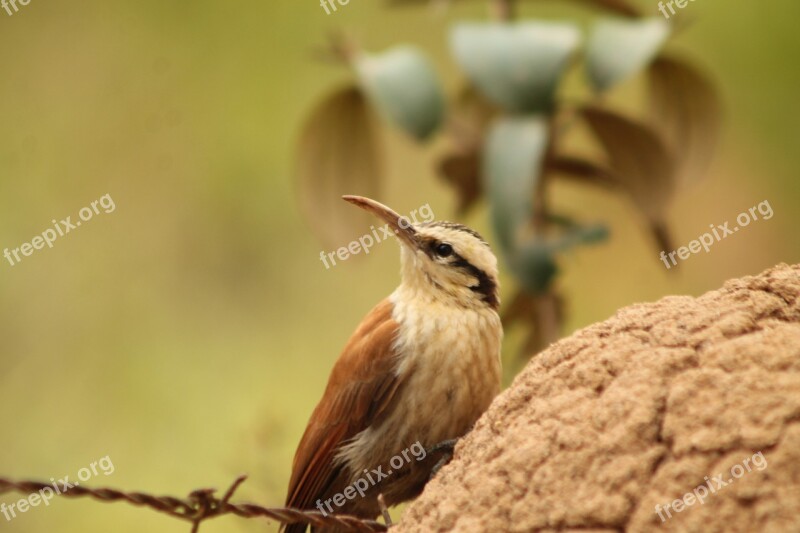 Bird Birdie Nature Paige Tropical Birds