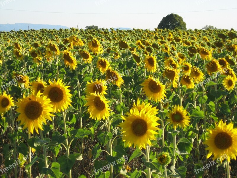 Sunflower Field Sunflower Field Flower Nature