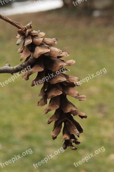 Pine-cone Outdoors Grass Nature Autumn