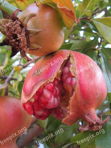 Pomegranate Sweet Red Fruit Love Apple