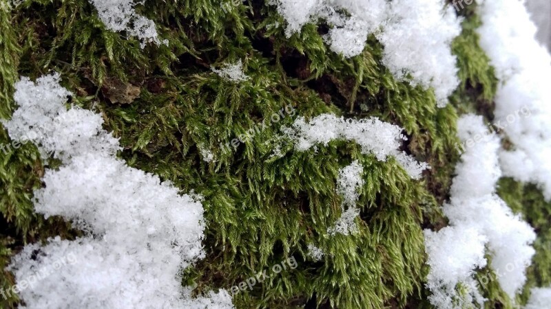 Forest Winter Snow Poland Rumia