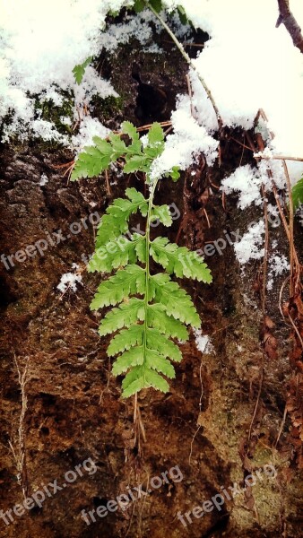 Forest Winter Snow Poland Rumia