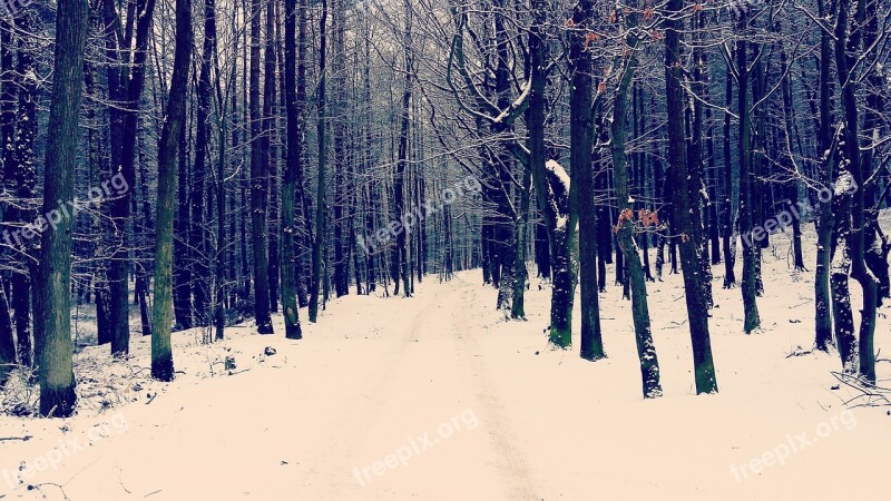 Forest Winter Snow Poland Rumia