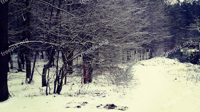 Forest Winter Snow Poland Rumia