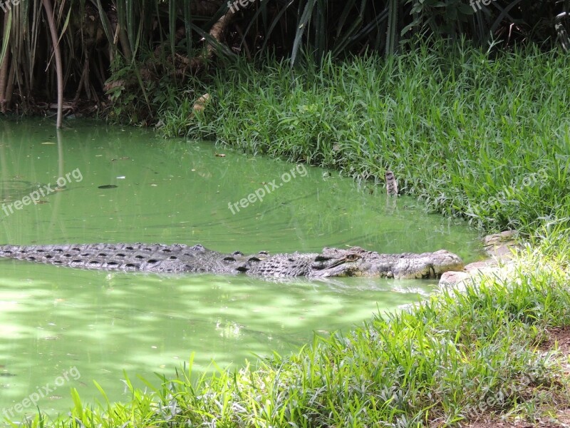 Crocodile Pond Large Wild Danger