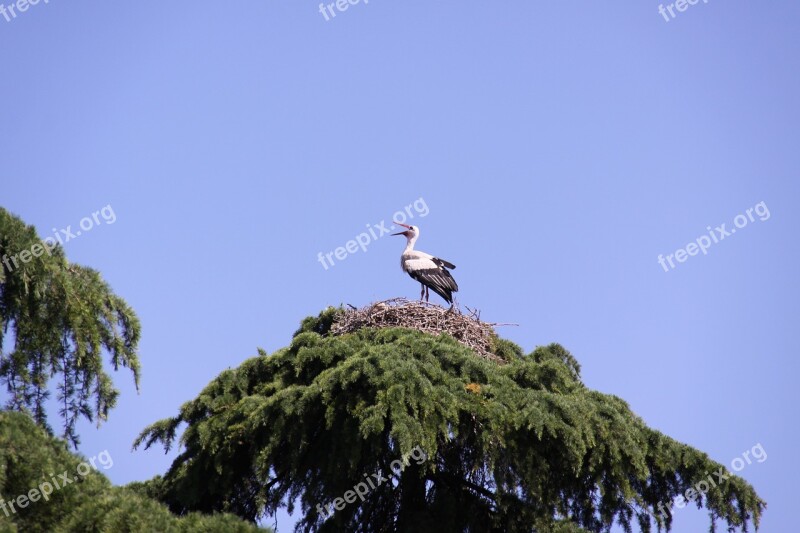 Animals Stork Ave Feathers Peak