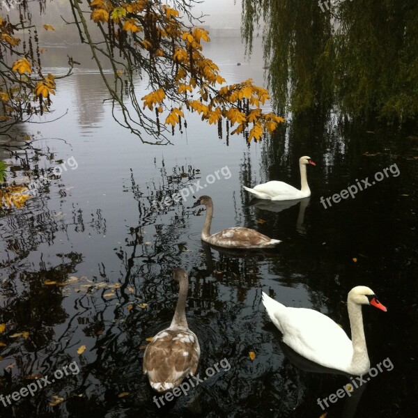 Swans Park Autumn Free Photos