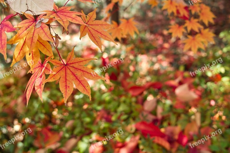 Autumn The Leaves Autumn Leaves Break Street