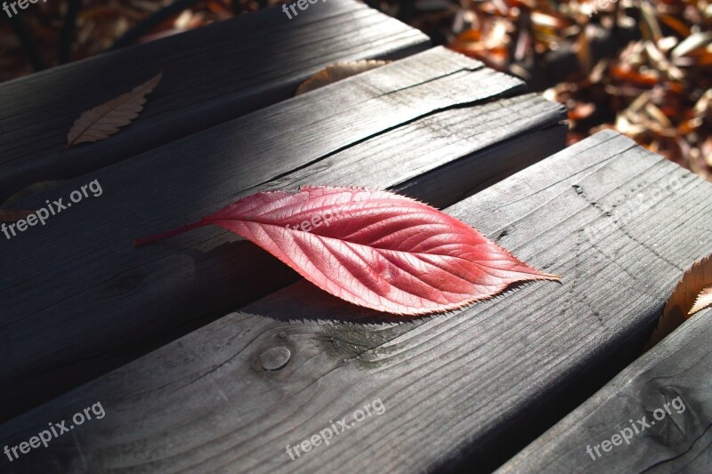 Autumn The Leaves Leaves Leaf Red Maple Leaf