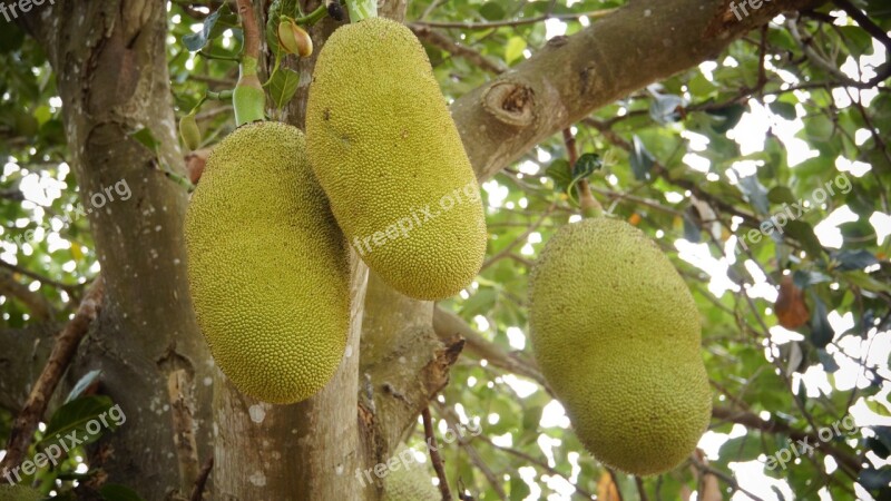 Jackfruit Fruit Green Thailand Fruit Tree