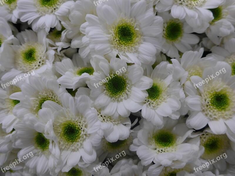 Chrysanthemum Flower White Green Flowers