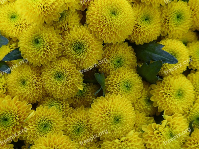 Chrysanthemum Flower Yellow Flowers Floristry