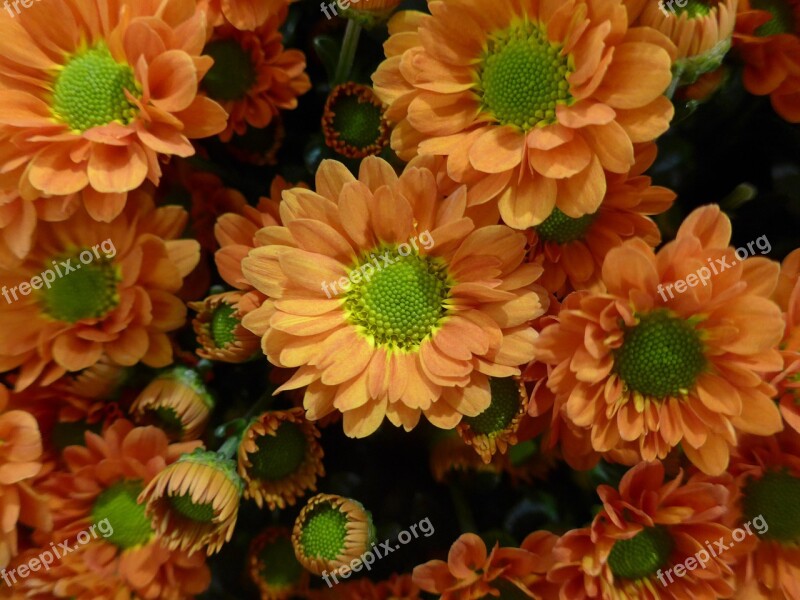 Chrysanthemum Flower Orange Flowers Floristry