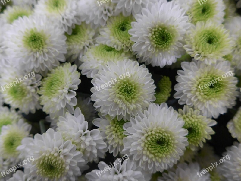 Chrysanthemum Flower Purple Green Flowers