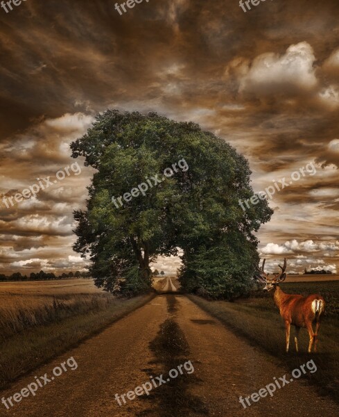 Grove Of Trees Away Mood Landscape Dramatic