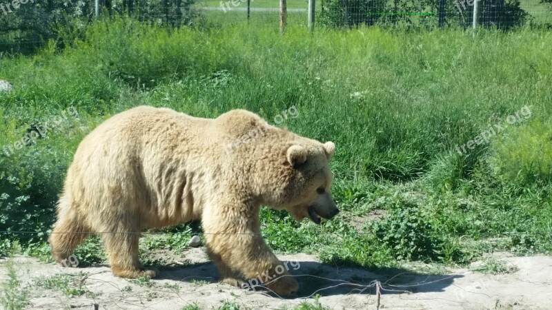 Grizzly Bear Bear Carnivore Free Photos