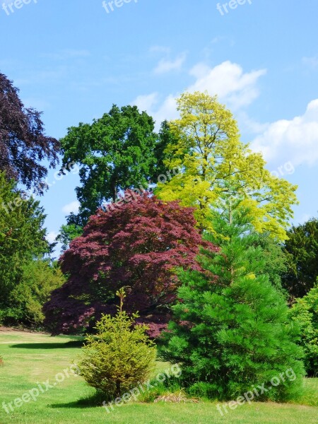 Bedford Park London Trees Nature Landscape Different Species