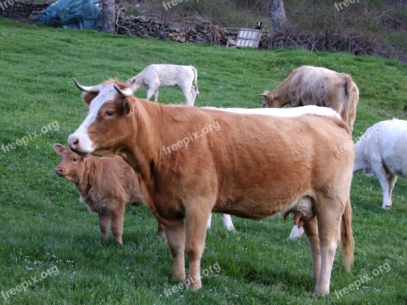 Cows Field People Animals Prairie