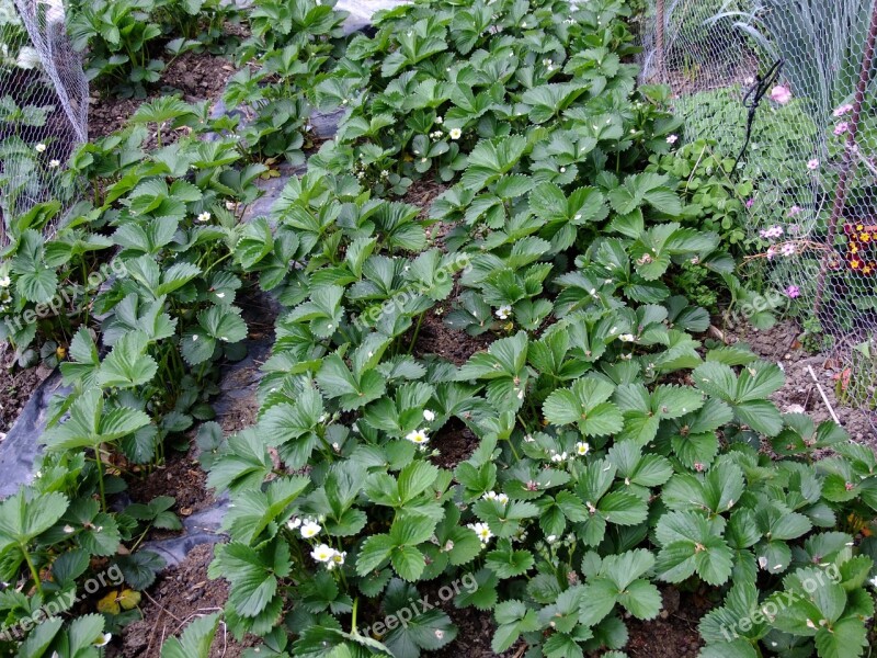 Strawberries Plant Fruit Healthy Food