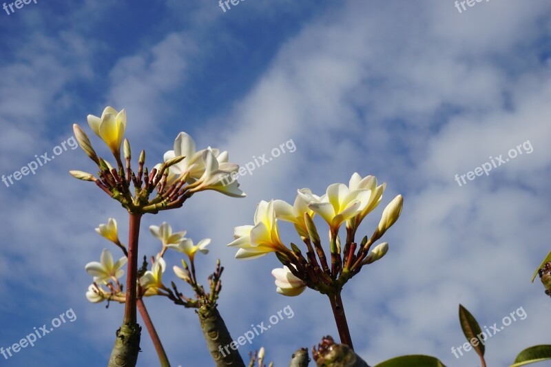 Plumeria White Bali Blue Sky Free Photos