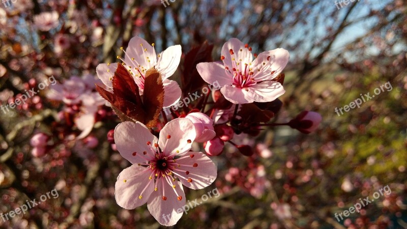 Flower Almond Tree Spring Tree Trees