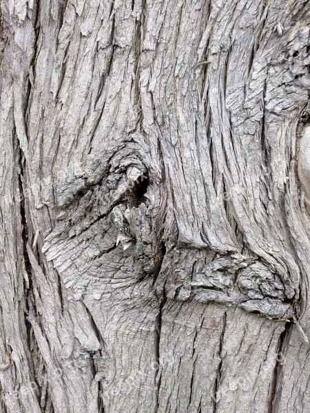 Tree Bark Nature Forest Trunk