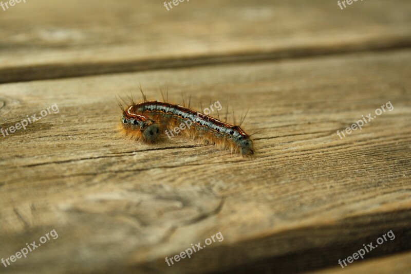 Caterpillar Hairy Caterpillar Bug Hairy Macro