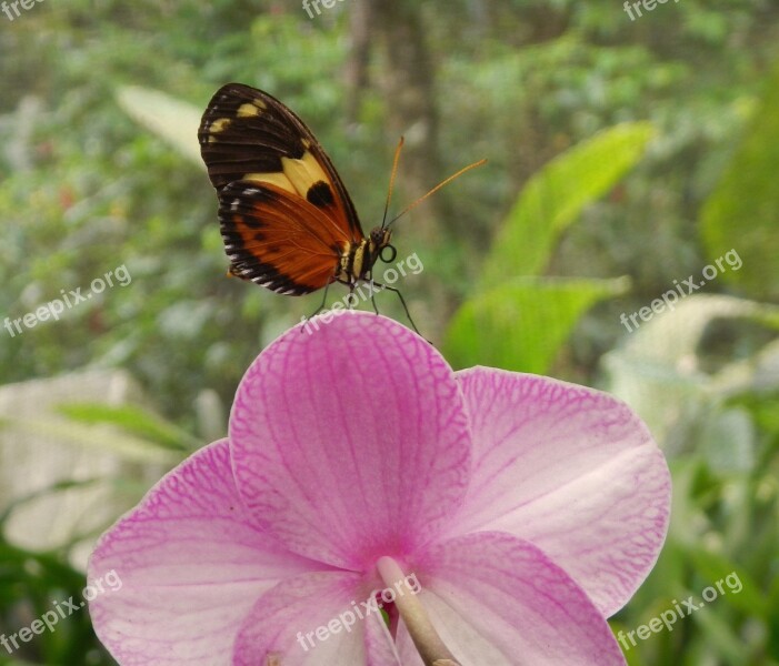 Butterfly On Flower Nature Wings Butterfly Wings Free Photos