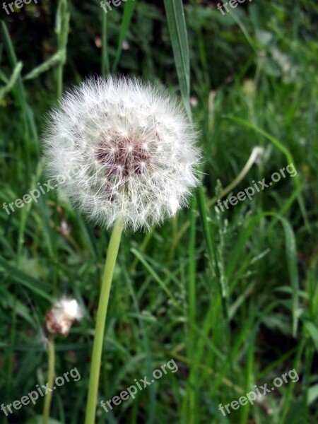 Dandelion Composites Free Photos