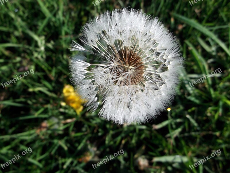 Dandelion Composites Free Photos