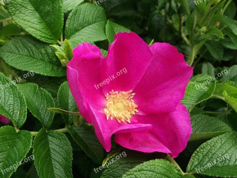 Wild Rose Itching Powder Potato Roses Pink Free Photos