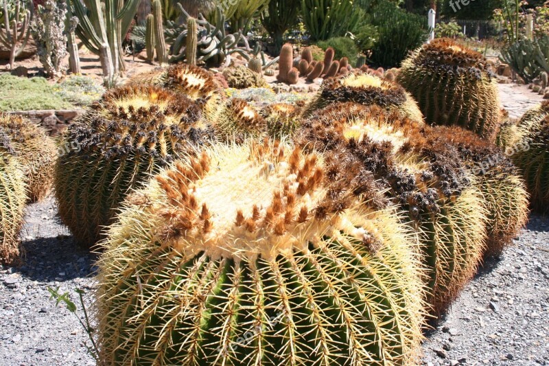 Cactus Plant Garden Mexican Plant Aechmea Plant