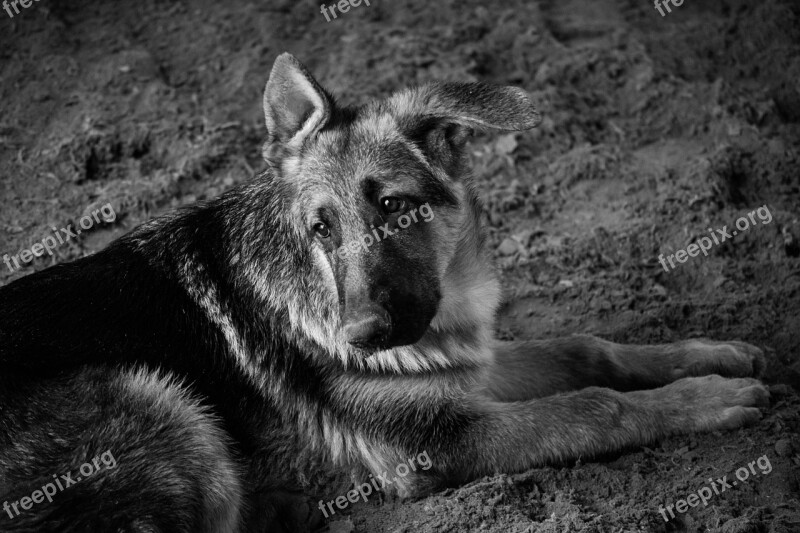 Dog Pastor Black And White German Shepherd Friend