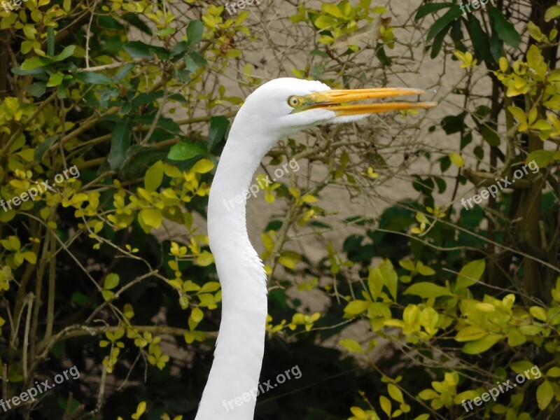 Bird Egret Wild Great Egret Free Photos