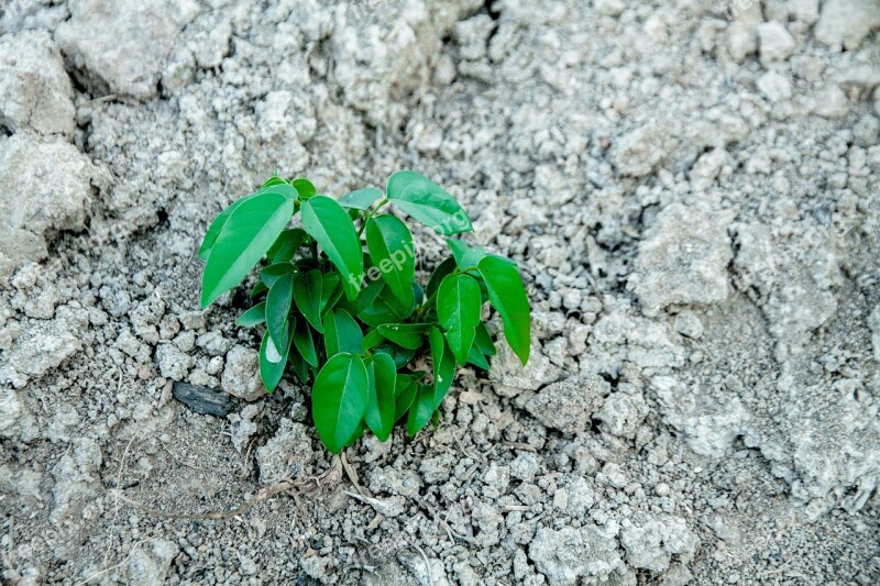 Arid Sprout Unlike Koh Free Photos