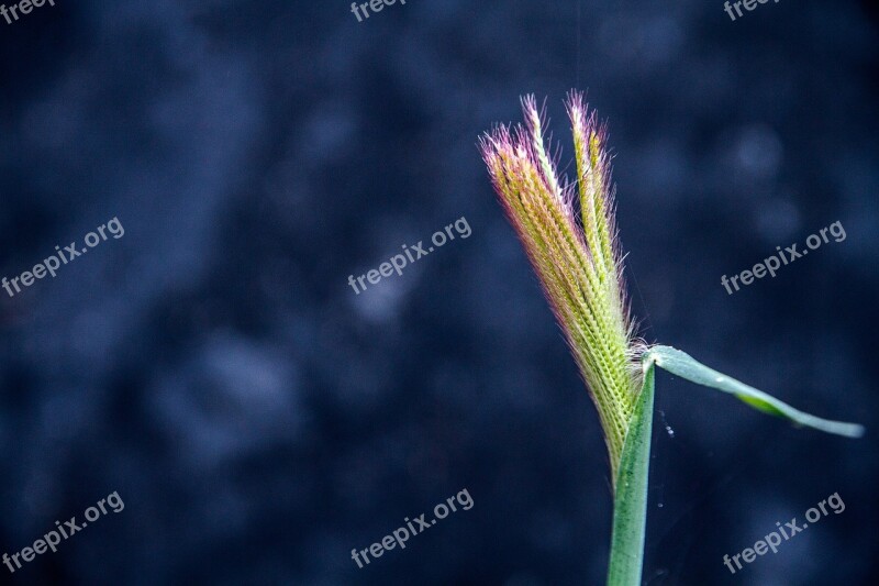 Close In The Near Term Macro The Amount Of The Light Flowering Grass