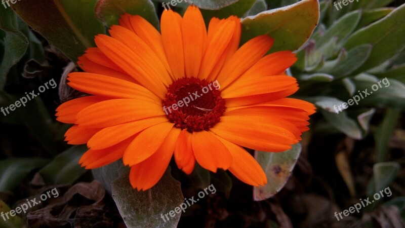 Marigolds Flowers Spring Nature Plant Calendula