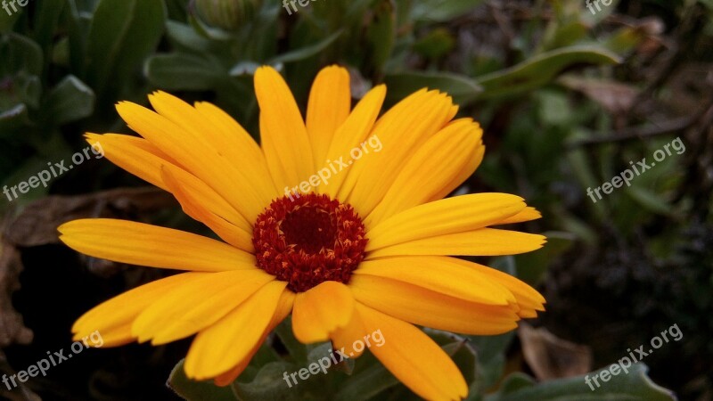 Marigolds Flowers Spring Nature Plant Calendula