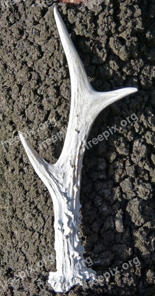 Deer Horn Horn Roe Deer Almond Tree Texture