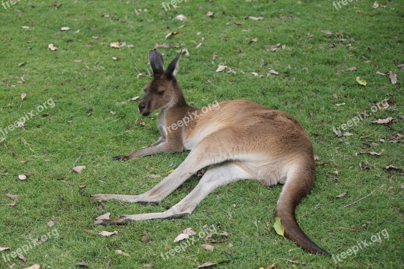 Kangaroo Australia Western Australia Outdoor Wild