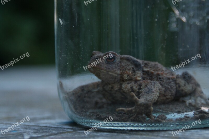 Toad Weatherman Animal Amphib Free Photos