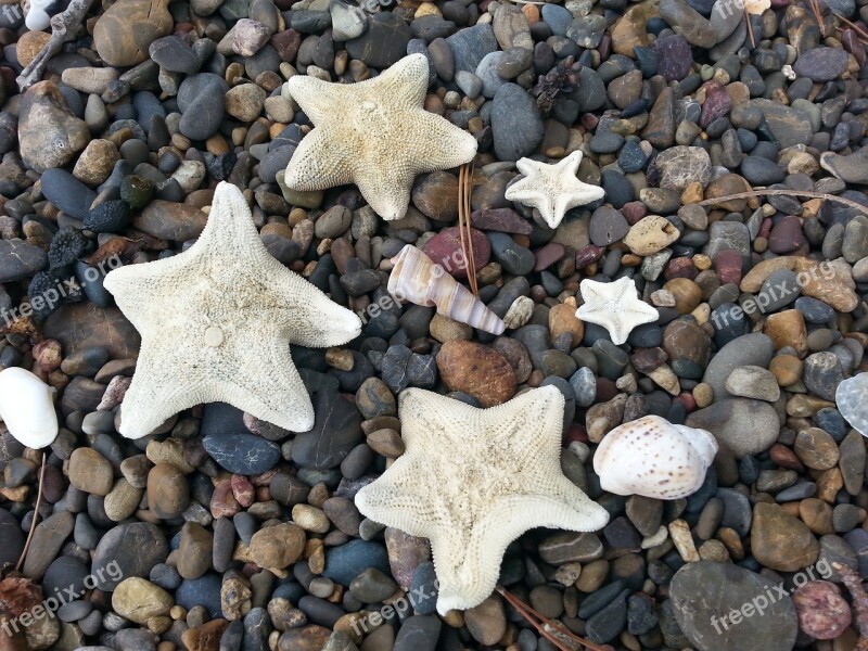 Starfish Beach Seashore Coast Nature