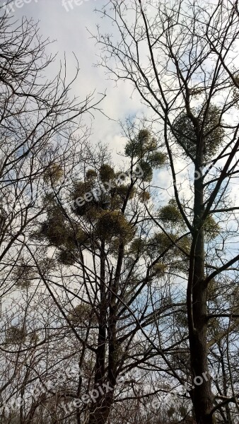 Mistletoe Dim Heart Tree Winter