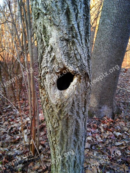 Hollow Tree Forest The Bark Nature