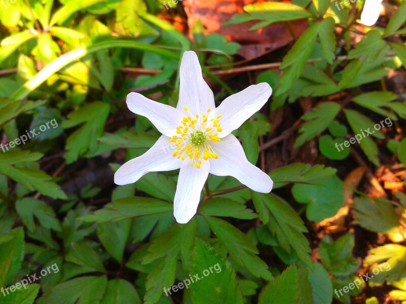 Anemone Flower Forest Nature Sunny