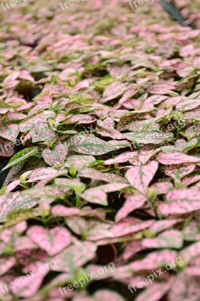 Pink Foliage Nursery Lush Environment