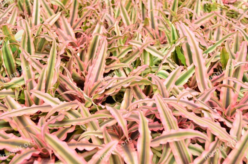 Marginata Pink Plant Foliage Lush