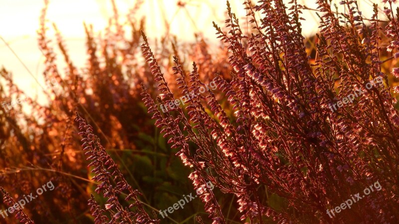 Heather Ericaceae Free Photos