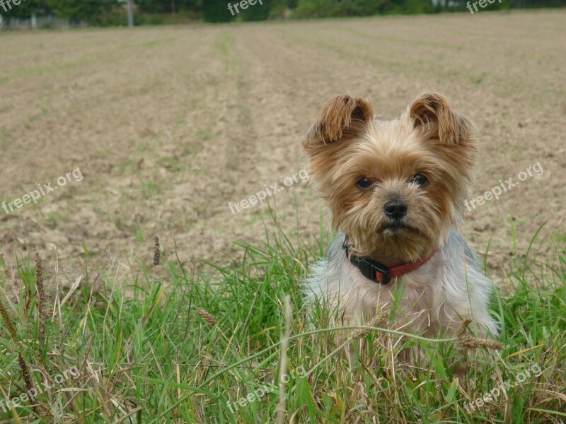 Dog Yorkshire Terrier Pet Little