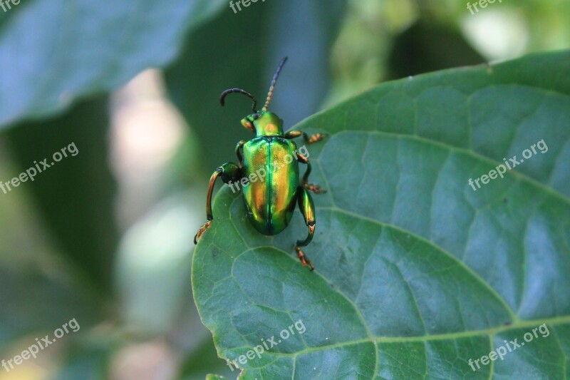 Green Bug Insect Animal Free Photos